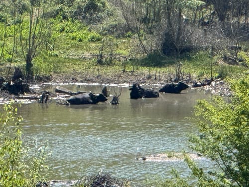 Dünnwald - Naturschutzgebiet am Hornpottweg - Von-Diegardt-See