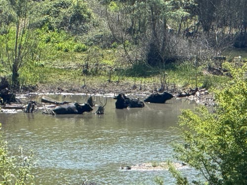 Dünnwald - Naturschutzgebiet am Hornpottweg - Von-Diegardt-See