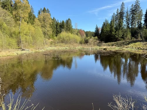 Narzissen - Wanderung Bülligen -Rocherath