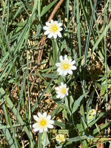 Narzissen - Wanderung Bülligen -Rocherath