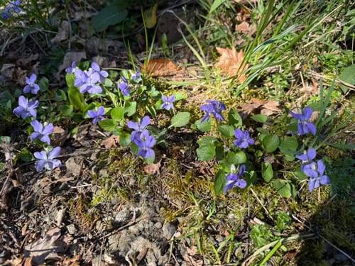 Narzissen - Wanderung Bülligen -Rocherath