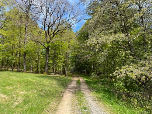 Buchauer Weg (Buchau/Thurnau)