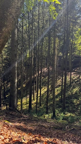 Kirkeler Tafeltour (Premiumwanderweg)