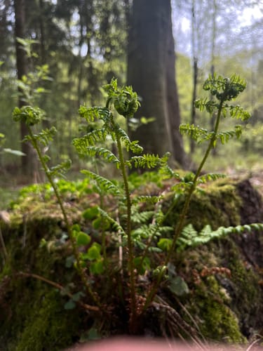 Runde im Stellmoor-Ahrensburger Tunneltal