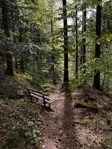 Schluchtensteig Etappe 5: St. Blasien - Todtmoos