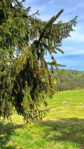 Ibacher Panoramaweg (Genießerpfad)