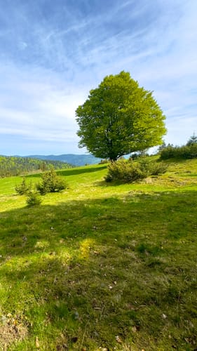 Ibacher Panoramaweg (Genießerpfad)