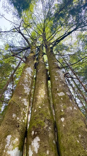 Ibacher Panoramaweg (Genießerpfad)