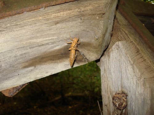 Waldrunde an der Neuen Luppe