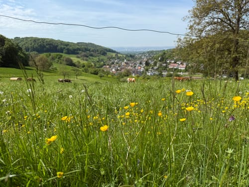 Rund um Inzlingen und Hagenbacher Hof