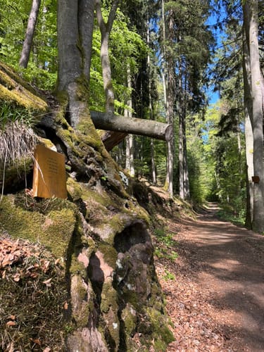 Altschloßpfad (Premiumwanderweg)
