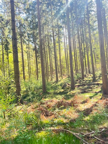 Rund um den Lütjensee