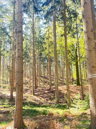 Rund um den Lütjensee