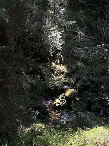 Buhlbachsee und Lotharpfad Rundwanderung