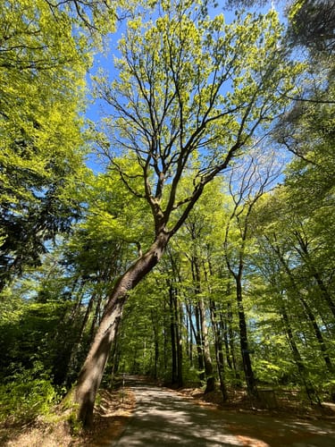 Lonneker Rode Wandelroute