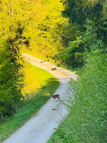 Ernst-Schlösser-Weg