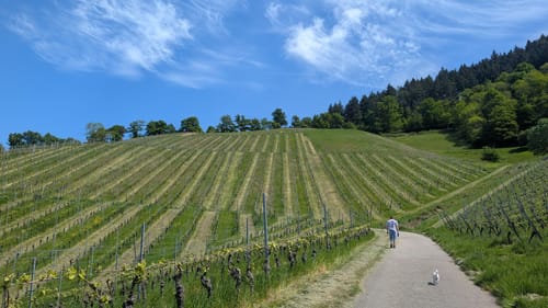 Weingut Schloß Ortenberg Rundweg