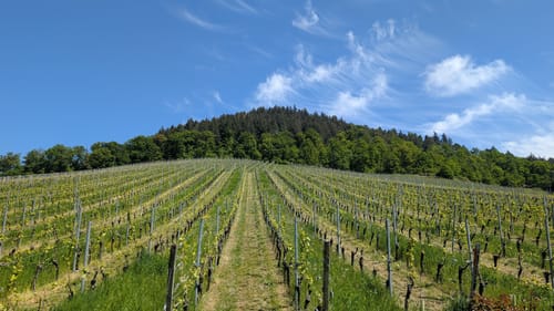 Weingut Schloß Ortenberg Rundweg
