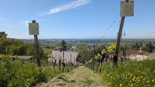 Weingut Schloß Ortenberg Rundweg
