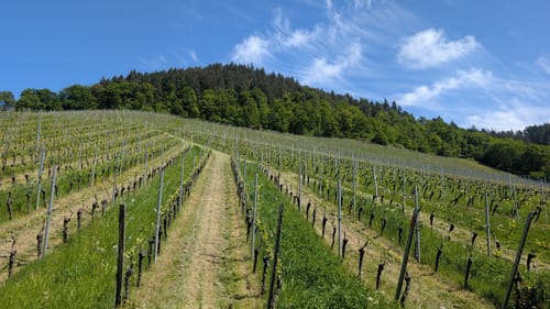 Weingut Schloß Ortenberg Rundweg