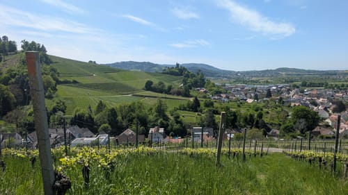 Weingut Schloß Ortenberg Rundweg