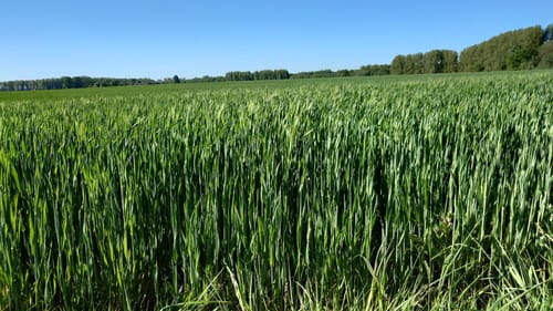 Rund um Meerbusch