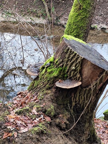Durch den Zettachwald