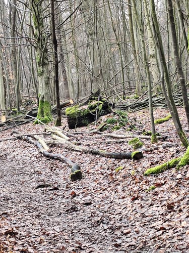 Durch den Zettachwald