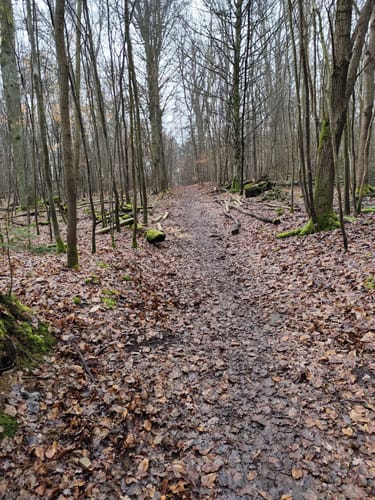 Durch den Zettachwald