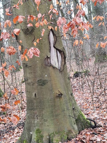 Durch den Zettachwald