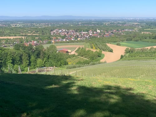 Durbacher Weinpanorama (Premiumwanderweg)