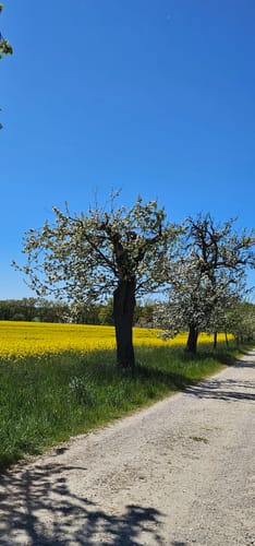 Ebersberger Seelauf (Seerunde + Waldrunde)