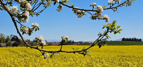 Ebersberger Seelauf (Seerunde + Waldrunde)