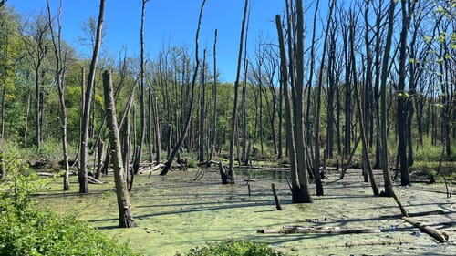 Traumweg Wildes Schaagbachtal