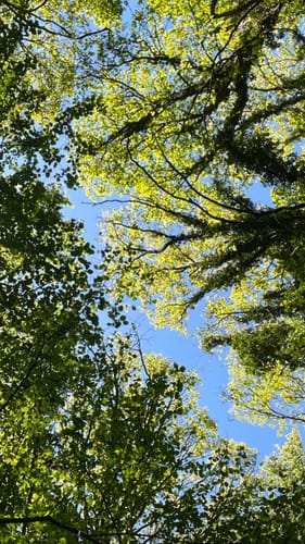 Traumweg Wildes Schaagbachtal