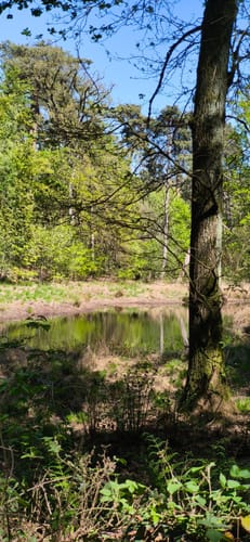 Durch den Diersfordter Wald von der Emmericher Straße
