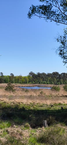 Durch den Diersfordter Wald von der Emmericher Straße
