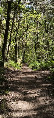 Durch den Diersfordter Wald von der Emmericher Straße