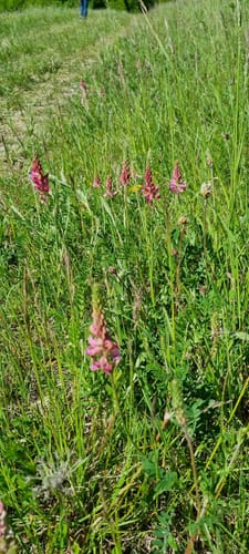 Bliesgau Tafeltour (Premiumwanderweg)