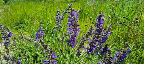 Bliesgau Tafeltour (Premiumwanderweg)