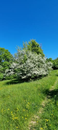 Bliesgau Tafeltour (Premiumwanderweg)