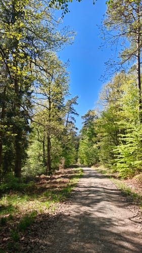 Rundwanderweg Mühlberg