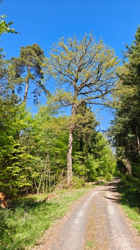 Rundwanderweg Mühlberg