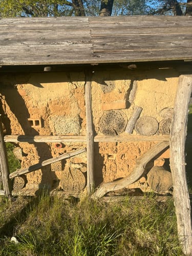 Schorfheide: Buchenwald Grumsin