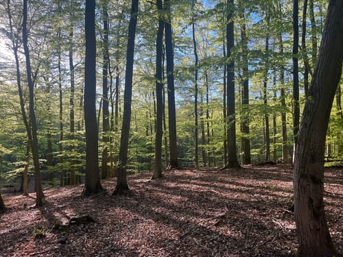 Schorfheide: Buchenwald Grumsin