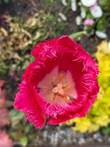 Insel Mainau