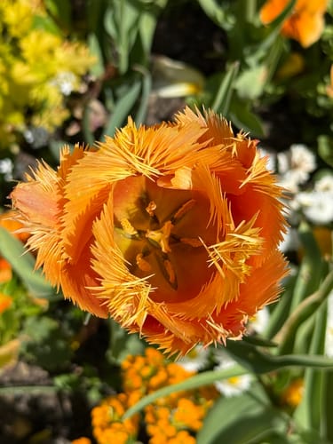 Insel Mainau