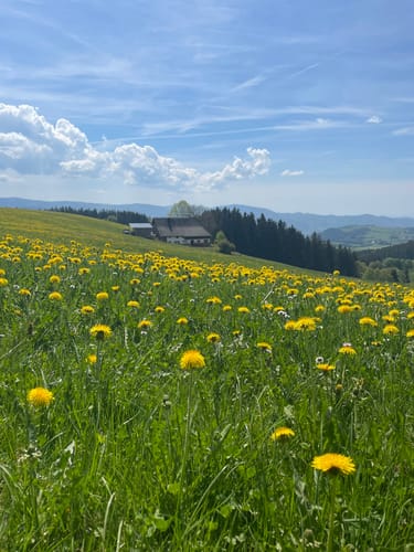 Sankt Märgen zu den Zweribach-Wasserfällen