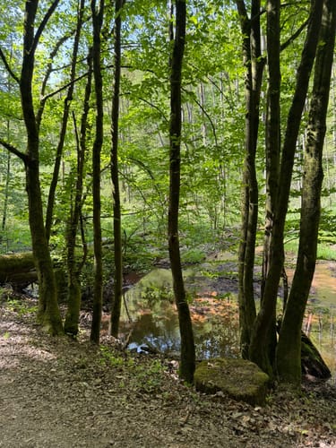 Netzbachweiher Rundweg
