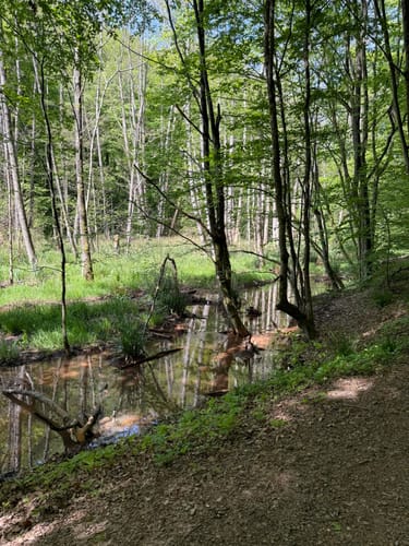 Netzbachweiher Rundweg